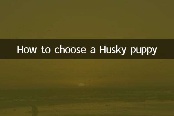 نحوه انتخاب توله سگ هاسکی