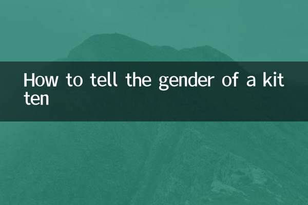 Cómo saber el sexo de un gatito