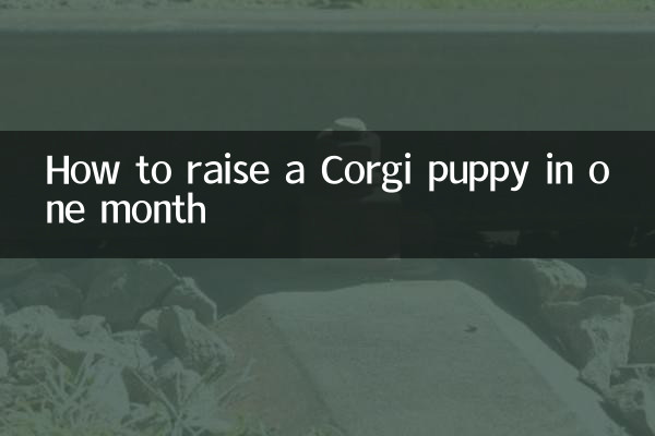 Как вырастить щенка корги за месяц