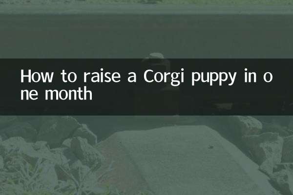 ایک مہینے میں کورگی کتے کو کیسے پالیں