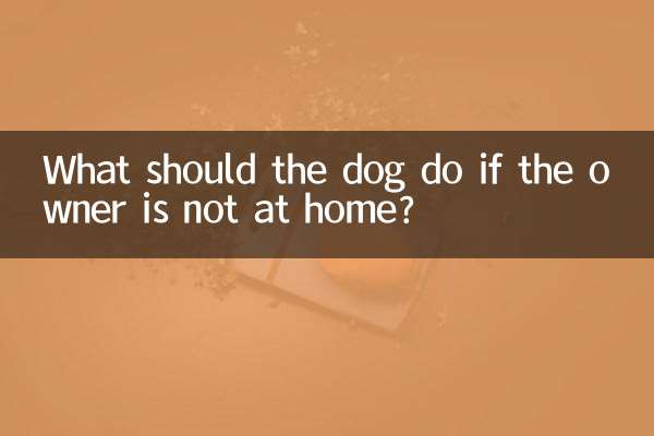 主人不在家狗狗怎么办