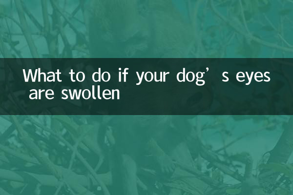 Was tun, wenn die Augen Ihres Hundes geschwollen sind?