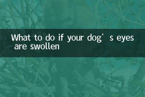 আপনার কুকুরের চোখ ফুলে গেলে কী করবেন