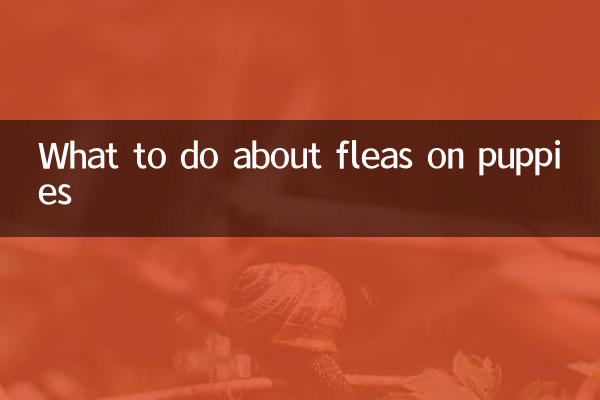 小狗跳蚤怎么办
