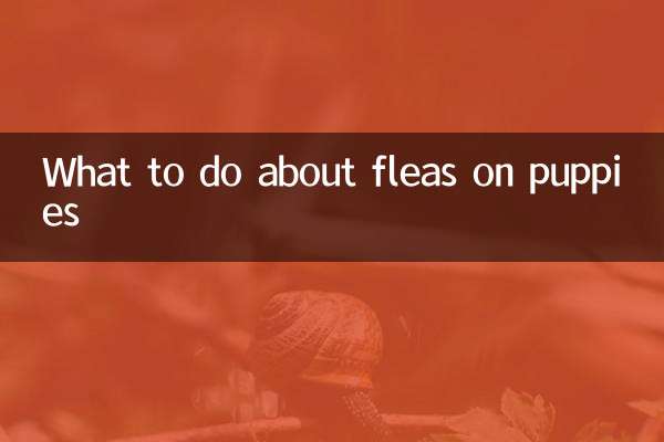 ¿Qué hacer con las pulgas en los cachorros?