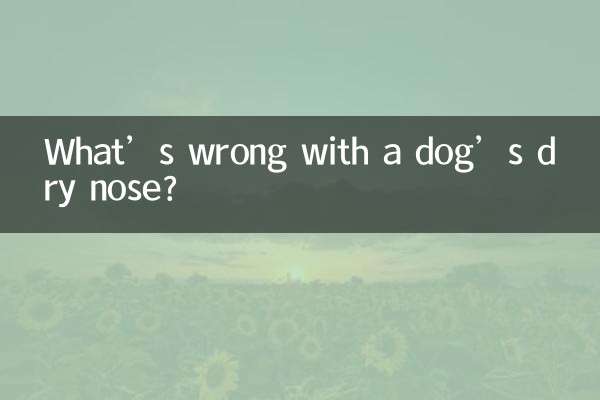 Что не так с сухим носом у собаки?