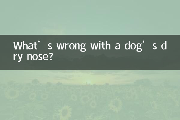 What’s wrong with a dog’s dry nose?