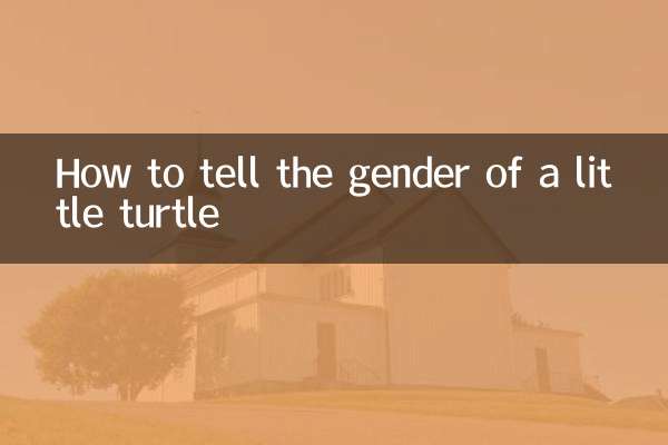 How to tell the gender of a little turtle