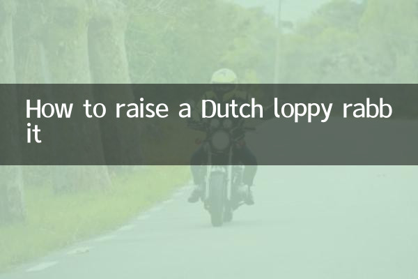 كيفية تربية أرنب هولندي loppy