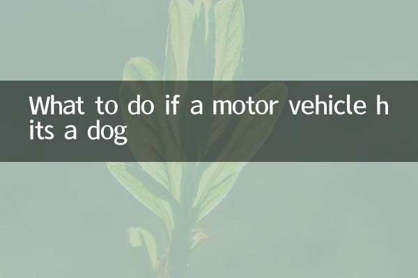 O que fazer se um veículo motorizado atropelar um cachorro