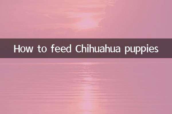 Como alimentar filhotes de chihuahua