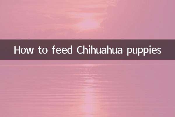 Como alimentar filhotes de chihuahua