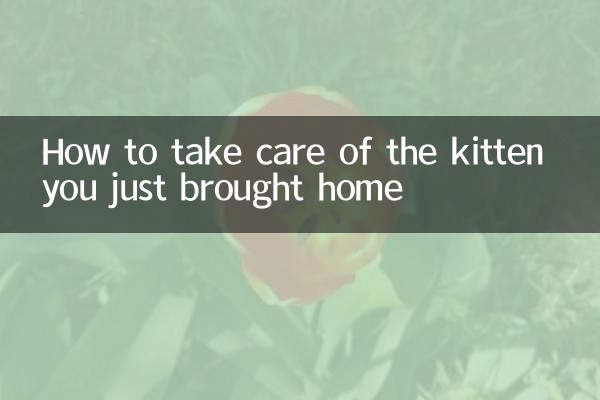 چگونه از بچه گربه ای که به تازگی به خانه آورده اید مراقبت کنیم