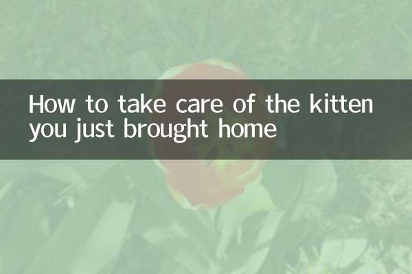 जिस बिल्ली के बच्चे को आप अभी घर लाए हैं उसकी देखभाल कैसे करें