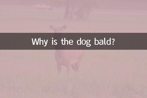 狗身上秃毛了怎么