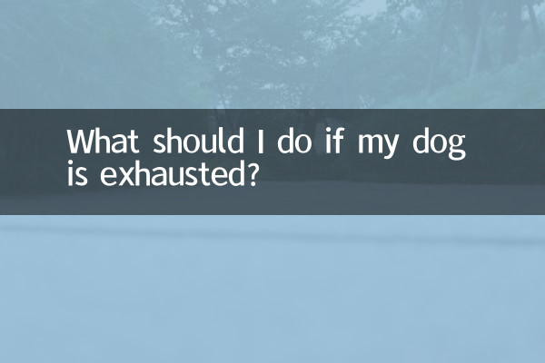 What should I do if my dog is exhausted?