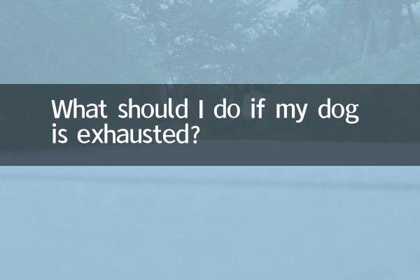 यदि मेरा कुत्ता थक गया है तो मुझे क्या करना चाहिए?