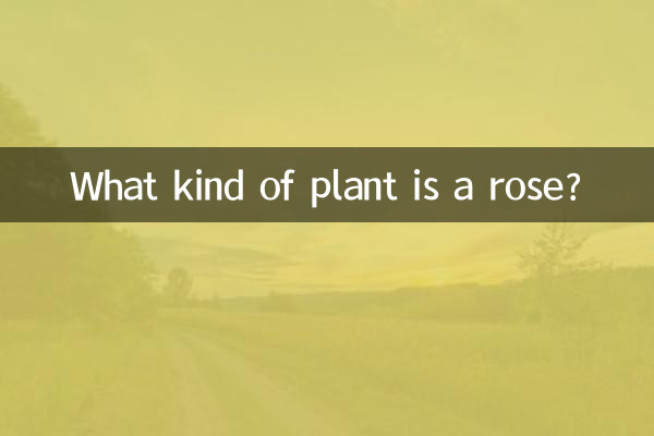 Che tipo di pianta è una rosa?