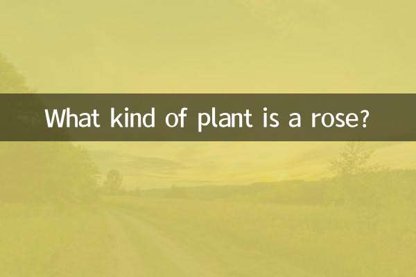 玫瑰是什麼植物