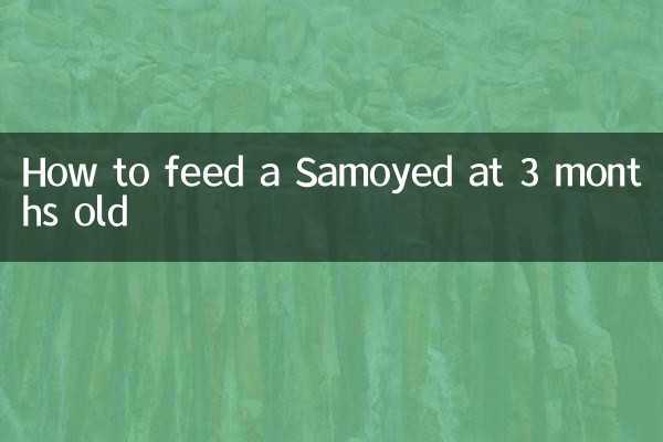 Cómo alimentar a un Samoyedo a los 3 meses