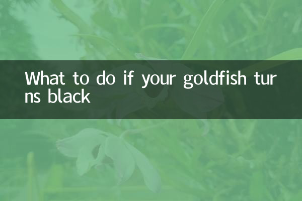 O que fazer se o seu peixinho dourado ficar preto