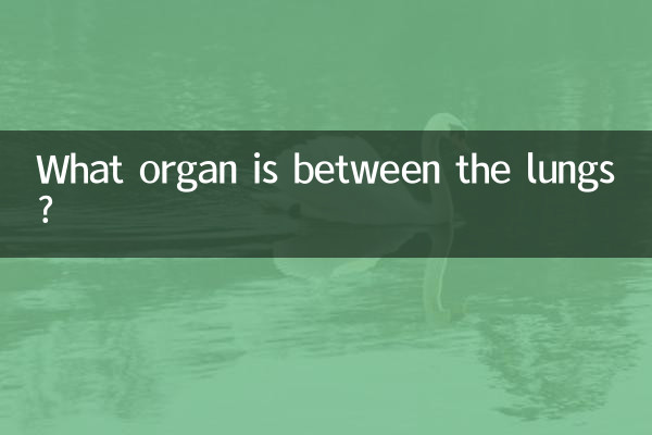 फेफड़ों के बीच कौन सा अंग है?