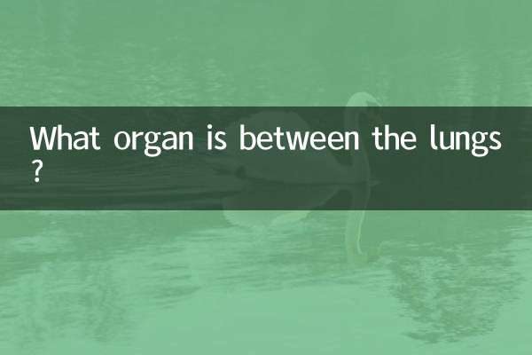 फेफड़ों के बीच कौन सा अंग है?