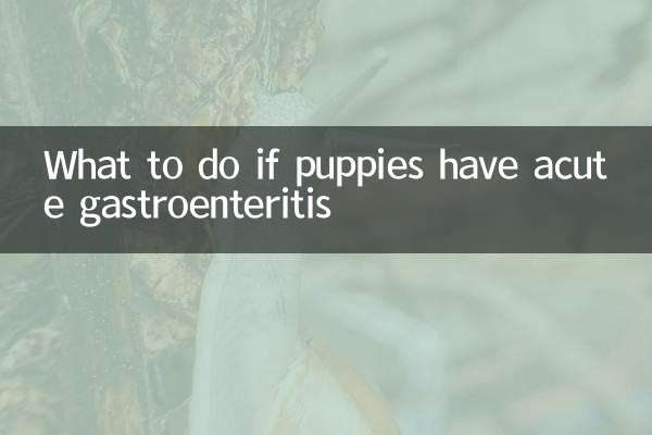 O que fazer se os cachorros tiverem gastroenterite aguda