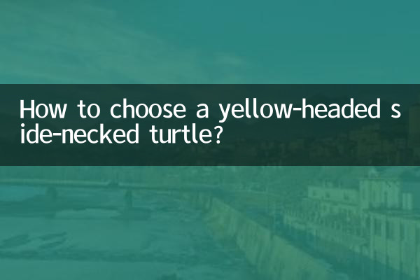 كيفية اختيار السلحفاة ذات الرأس الأصفر والرقبة الجانبية؟