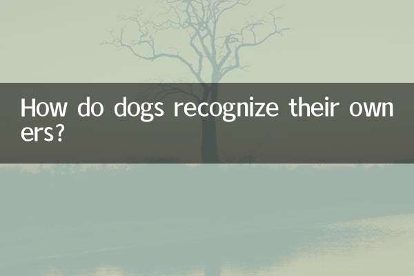 How do dogs recognize their owners?