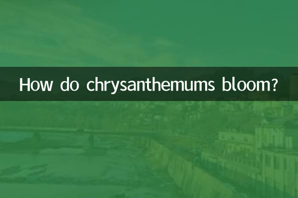 Wie blühen Chrysanthemen?