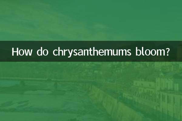 How do chrysanthemums bloom?