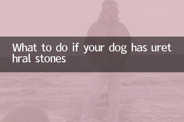 Что делать, если у вашей собаки камни в уретре