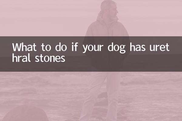Что делать, если у вашей собаки камни в уретре