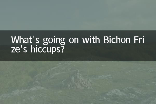 O que está acontecendo com os soluços de Bichon Frise?
