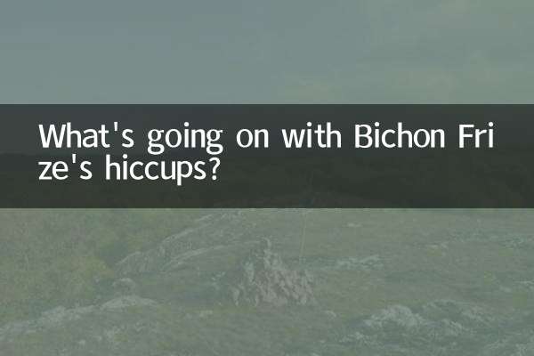 Was ist mit dem Schluckauf von Bichon Frise los?