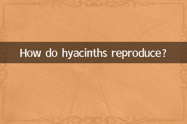 ¿Cómo se reproducen los jacintos?