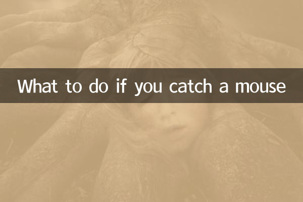 抓到老鼠怎麼處理