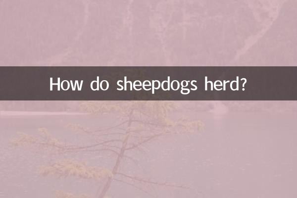 كيف ترعى كلاب الراعي الحيوانات؟