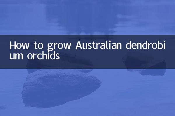 澳洲石斛兰怎么养