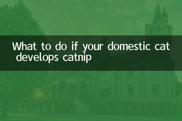 飼い猫がマタタビを発症した場合の対処法