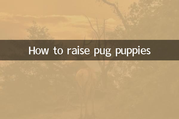 Como criar filhotes de pug