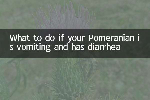Qué hacer si tu pomerania vomita y tiene diarrea
