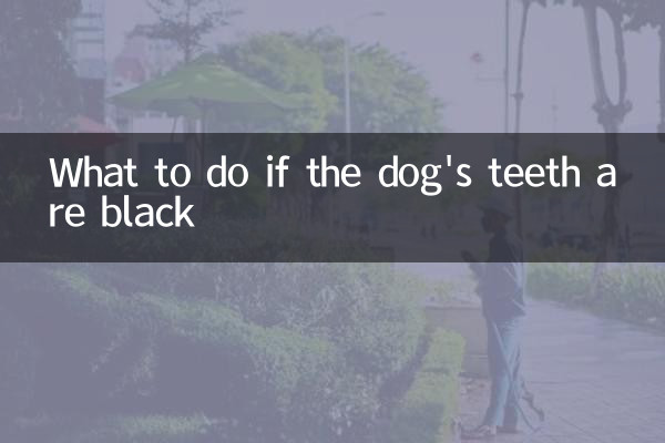 Que faire si les dents de votre chien deviennent noires