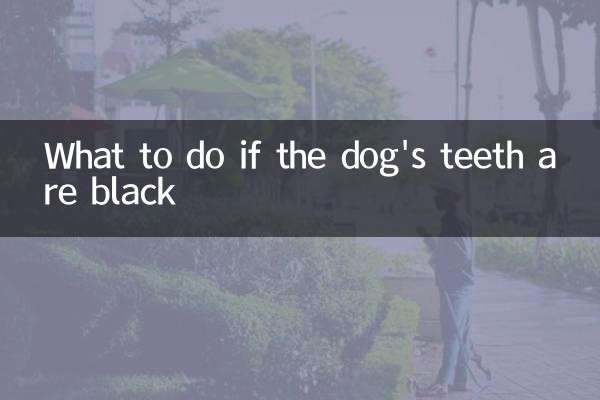 Que faire si les dents de votre chien deviennent noires