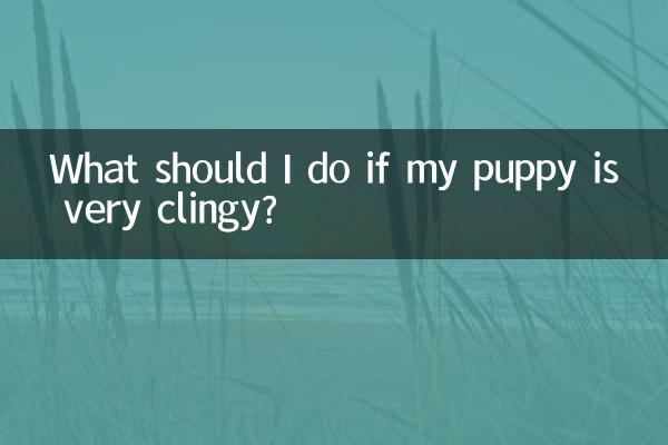 What should I do if my puppy is clingy?