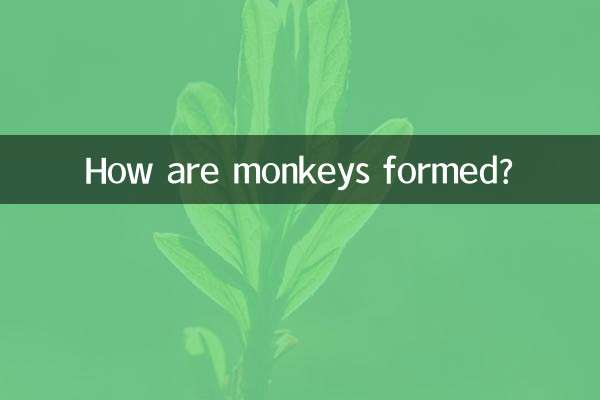 میمون ها چگونه تشکیل می شوند؟