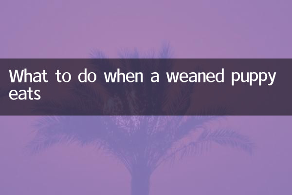 Qué hacer cuando un cachorro destetado come