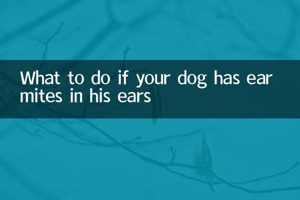 狗狗耳朵有耳螨怎么办