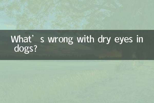 강아지의 안구건조증에는 어떤 문제가 있나요?